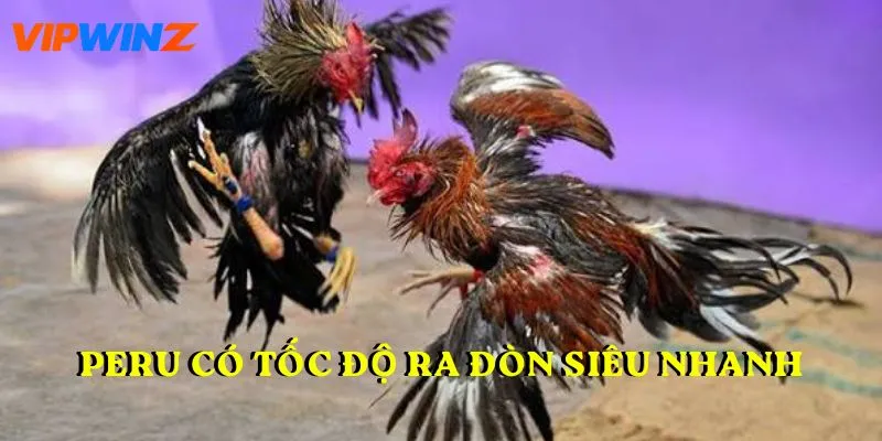 Peru có tốc độ ra đòn siêu nhanh