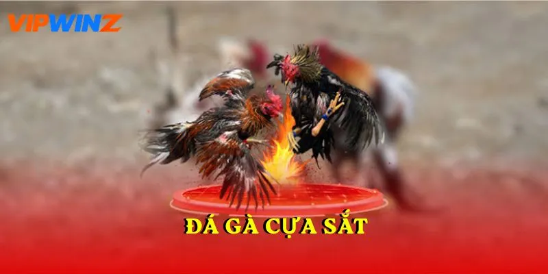đá gà cựa sắt