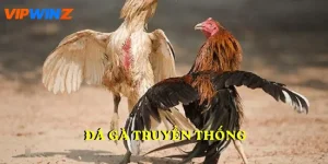 Đá gà truyền thống