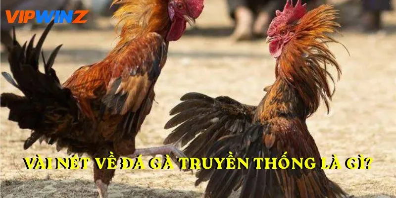 Vài nét về Đá gà truyền thống là gì?